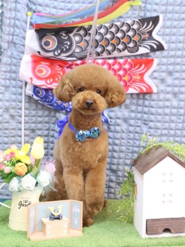 20230521まめちゃん